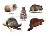 North American Rodent Pictures