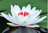 Und Lotus Meditation Center Images