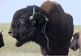 Buffalo Hunting Montana Indian Reservation Photos