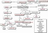 Images of Darwin Theory Of Evolution Pdf