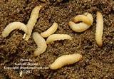 Photos of Termites Or Maggots