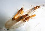 Do Termites Fly Around Lights Images