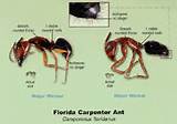 Florida Carpenter Ants Pictures