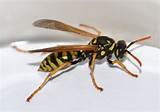 Is A Wasp An Insect