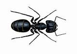 Pictures of Difference Between Black Ants And Carpenter Ants