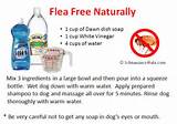 Pictures of Yard Flea Control Home Remedies