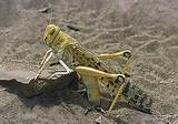 Grasshopper Insect Control