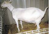Images of Cae Testing In Goats