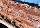 Termite Damage Galleries Pictures