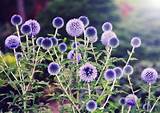 Pictures of Low Growing Perennials Purple Flowers