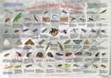 Common Garden Pest Identification Photos