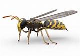 Wasp Bug