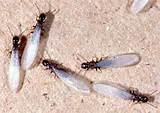 Tiny White Ants Pictures