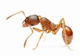 Photos of Facts About Fire Ants