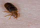 Kill Bed Bugs With Raid
