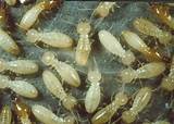 Gold Coast Termite Photos