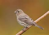 Photos of House Finch Pictures Birds