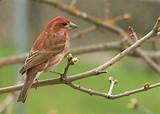 House Finch Voice