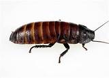 Madagascar Hissing Cockroach Facts Images