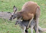 Where Can Kangaroos Be Found