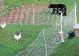 Electric Fence Animals