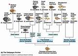 Key Ideas Of Darwins Theory Of Evolution Photos