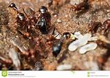 Photos of Fourmis Vs Termites
