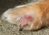 Sore Dog Paws Home Remedies Pictures