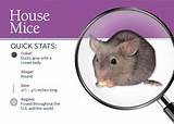 Images of Rat Vs Mouse