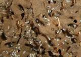 Pictures of White Ants Picture Australia