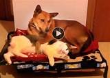 Dogs Stealing Cat Beds