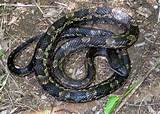 Eastern Rat Snake Pictures