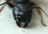 Queen Carpenter Ant Photos