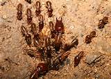 Us Termite Photos