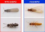 Pictures of Termite Dictionary
