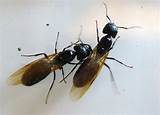 Do Carpenter Ants Fly Pictures
