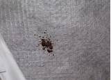 Bed Bug Treatment Toronto Pictures