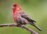 Photos of Images Of House Finch