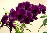 Pictures of Dark Purple Orchid Flower