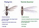 Photos of Termites With Wings Treatment
