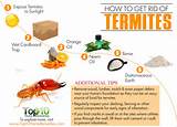 Killing Termites Home Remedies Photos