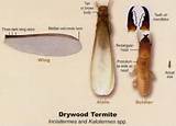 Pictures of Drywood Vs Subterranean Termites