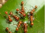 Images of Tennessee Fire Ants