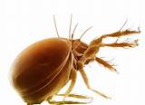 Dust Treatment For Bed Bugs Images