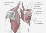 Images of Scapular Muscle Strengthening Exercises