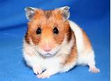 Small Rodent Pets Pictures