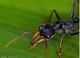 Carpenter Ants Diet Images