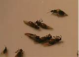 Pictures of Kill Flying Carpenter Ants