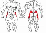 Hip Abductor Muscle Exercises