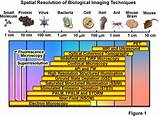 Pictures of Highest Resolution Microscope